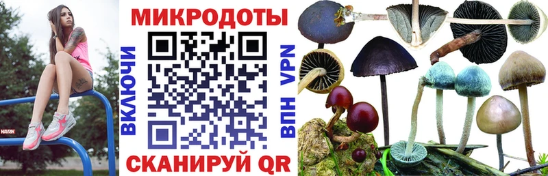 Псилоцибиновые грибы Psilocybe  Шумиха 